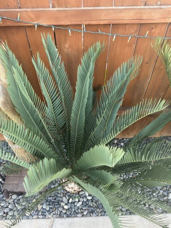 Encephalartos nubimontanus - Blue Cycad - 1.5" caudex - Image 6