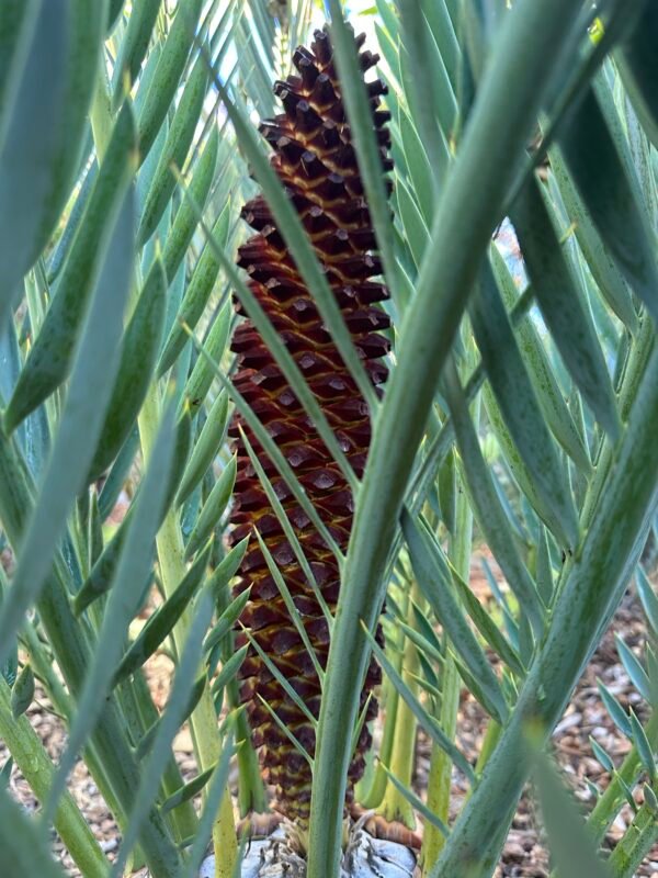 Encephalartos lehmannii - Karoo Cycad - 2-3" caudex - Image 9