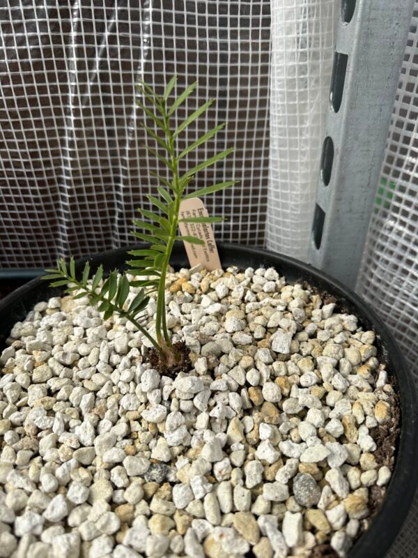 Encephalartos caffer - Eastern Cape Dwarf Cycad - Seedling - Image 3