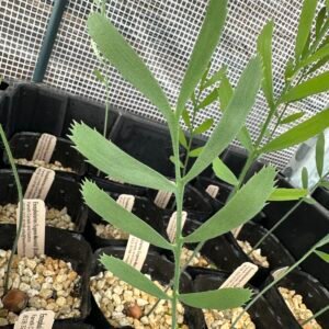 Encephalartos eugene-maraisii - Waterberg Cycad - Seedling
