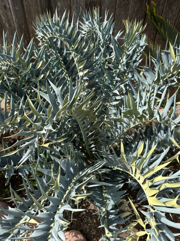 Encephalartos True Blue arenarius - 1" caudex - Image 6