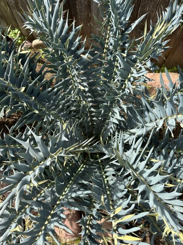 Encephalartos True Blue arenarius - 1" caudex - Image 7