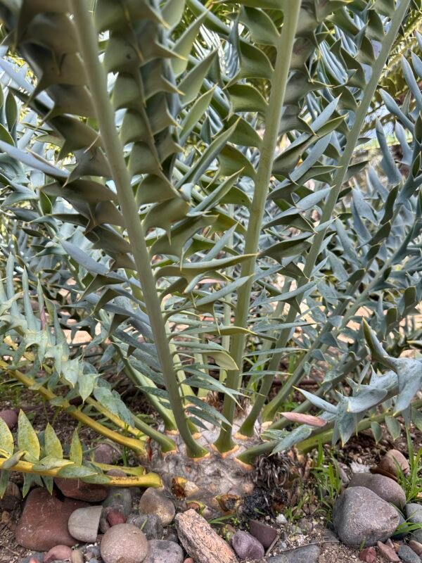 Encephalartos horridus - Eastern Cape Blue Cycad - Seedling - Image 5