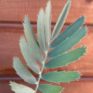 Encephalartos nubimontanus - Blue Cycad - seedling