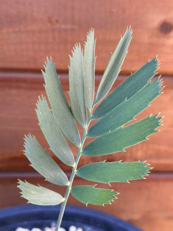 Encephalartos nubimontanus - Blue Cycad - seedling