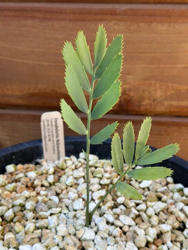 Encephalartos nubimontanus - Blue Cycad - seedling - Image 9