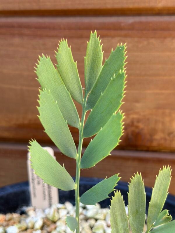 Encephalartos nubimontanus - Blue Cycad - seedling - Image 10