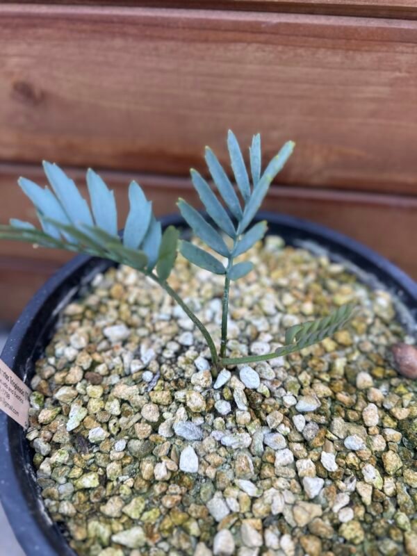 Encephalartos trispinosis - Bushman's River Cycad - 1" caudex