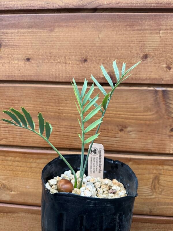 Encephalartos horridus - Eastern Cape Blue Cycad - 2 years old - Image 2