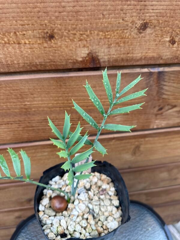 Encephalartos horridus - Eastern Cape Blue Cycad - 2 years old - Image 13