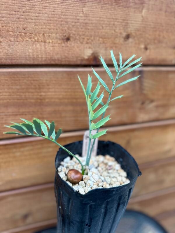 Encephalartos horridus - Eastern Cape Blue Cycad - 2 years old - Image 12