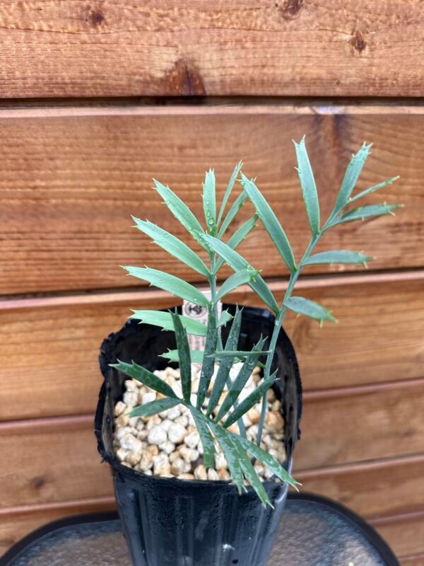 Encephalartos horridus - Eastern Cape Blue Cycad - 2 years old - Image 11