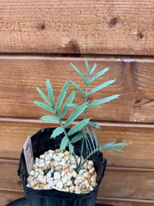 Encephalartos horridus - Eastern Cape Blue Cycad - 2 years old - Image 10