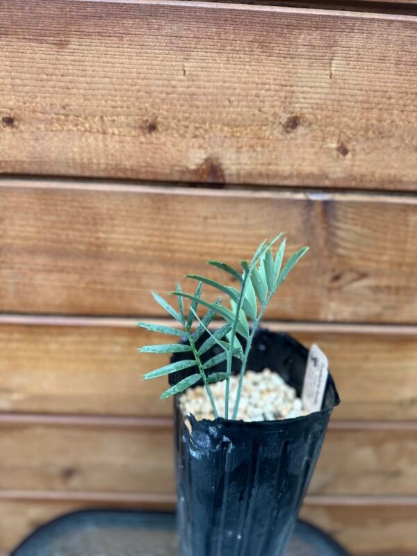Encephalartos horridus - Eastern Cape Blue Cycad - 2 years old - Image 9