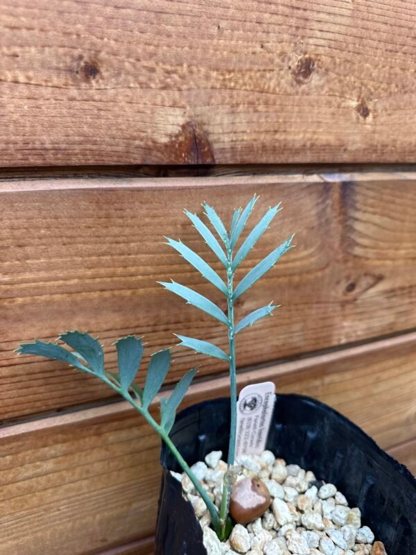 Encephalartos horridus - Eastern Cape Blue Cycad - 2 years old - Image 7