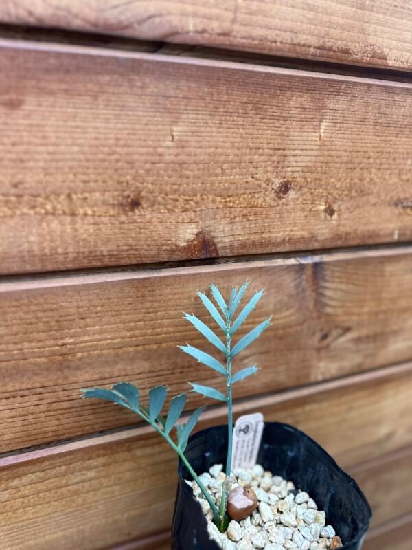 Encephalartos horridus - Eastern Cape Blue Cycad - 2 years old - Image 6