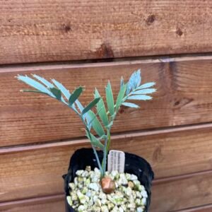 Encephalartos horridus - Eastern Cape Blue Cycad - 2 years old