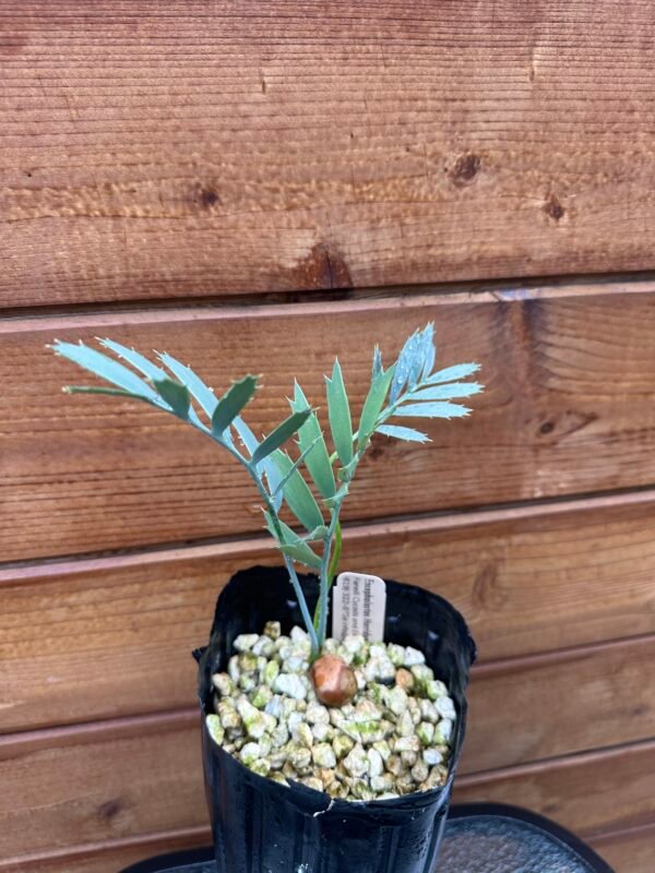 Encephalartos horridus - Eastern Cape Blue Cycad - 2 years old
