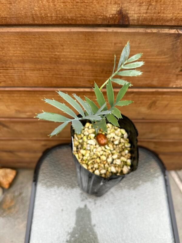 Encephalartos horridus - Eastern Cape Blue Cycad - 2 years old - Image 4