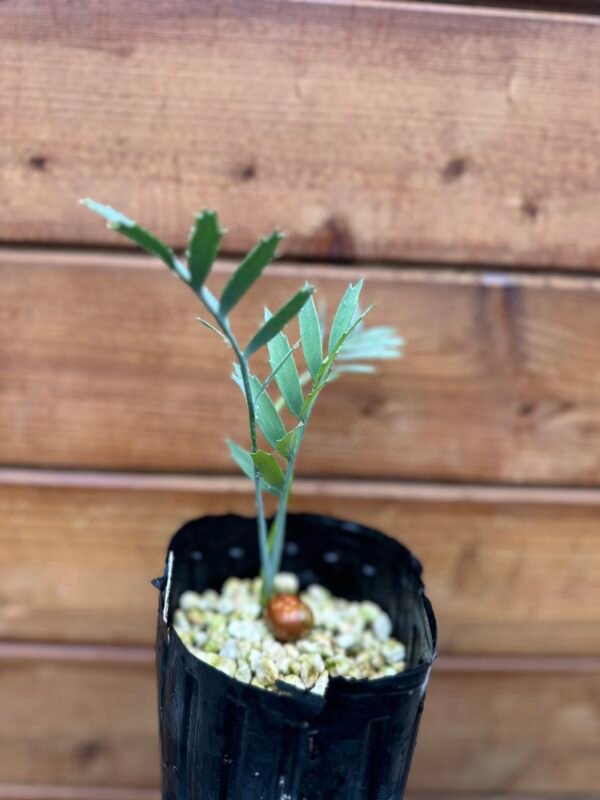 Encephalartos horridus - Eastern Cape Blue Cycad - 2 years old - Image 3