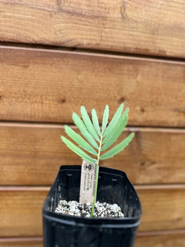 Encephalartos nubimontanus - Blue Cycad - seedling - Image 7