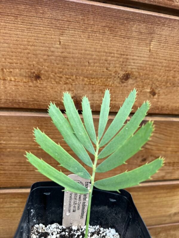 Encephalartos nubimontanus - Blue Cycad - seedling - Image 9