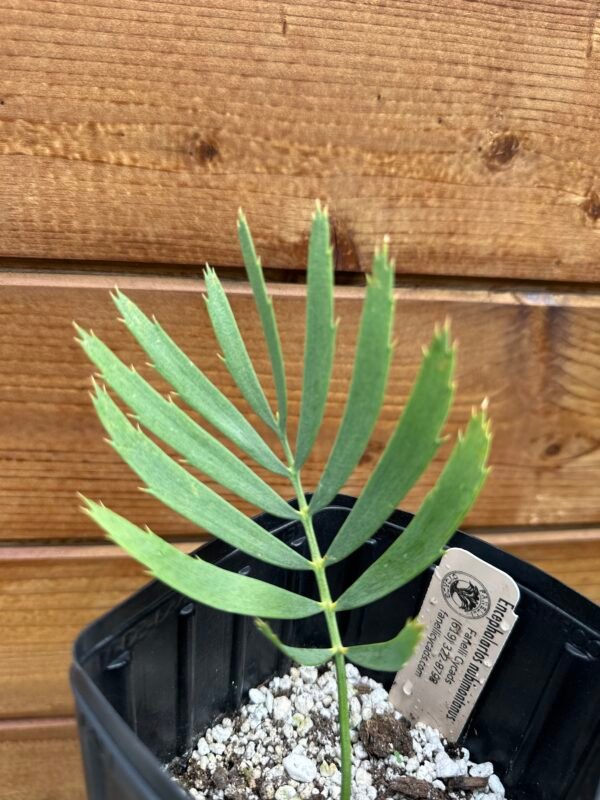 Encephalartos nubimontanus - Blue Cycad - seedling - Image 5