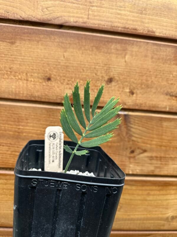 Encephalartos nubimontanus - Blue Cycad - seedling - Image 2