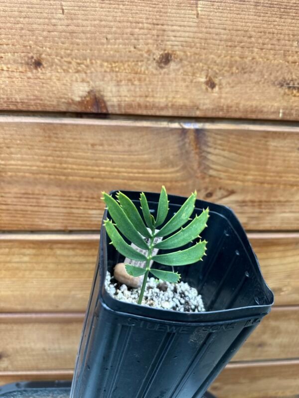 Encephalartos nubimontanus - Blue Cycad - seedling - Image 4
