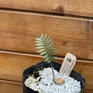 Encephalartos caffer - Eastern Cape Dwarf Cycad - Seedling