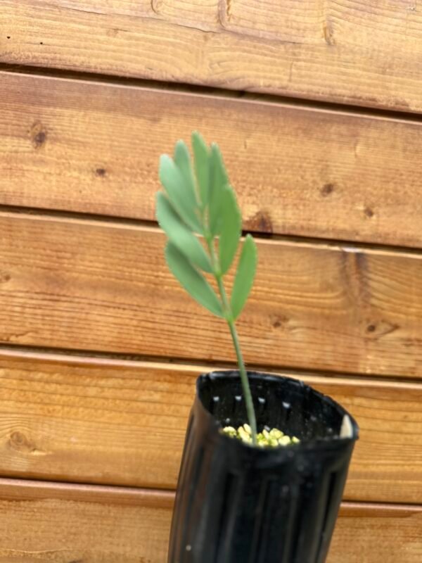 Encephalartos eugene-maraisii - Waterberg Cycad - Seedling - Image 10