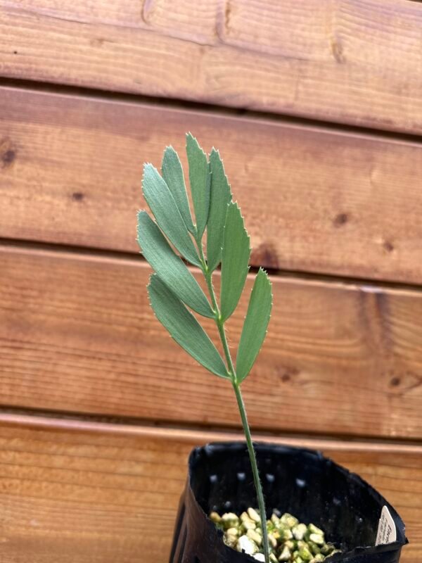 Encephalartos eugene-maraisii - Waterberg Cycad - Seedling