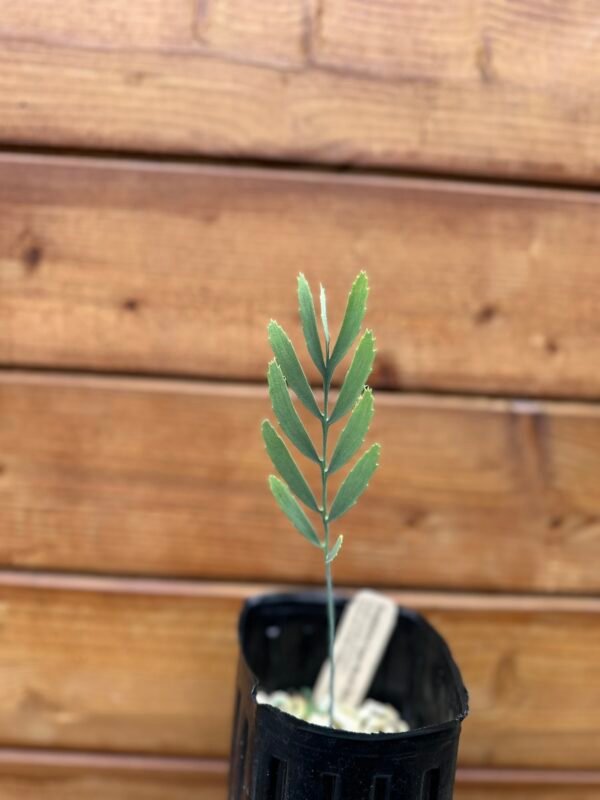 Encephalartos eugene-maraisii - Waterberg Cycad - Seedling - Image 8