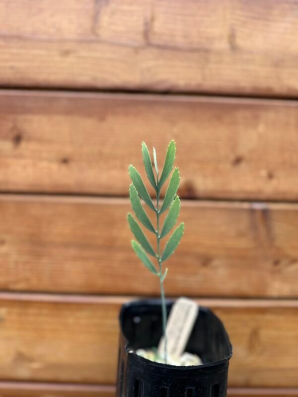 Encephalartos eugene-maraisii - Waterberg Cycad - Seedling - Image 7