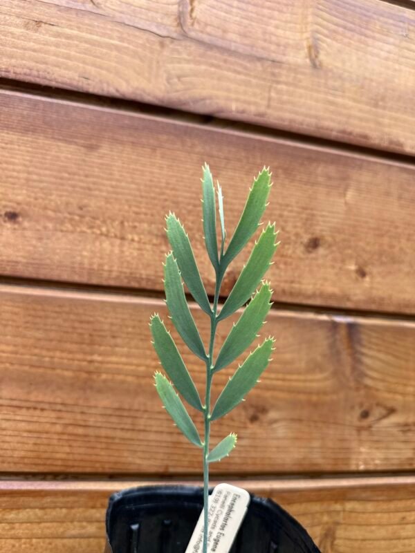 Encephalartos eugene-maraisii - Waterberg Cycad - Seedling - Image 6