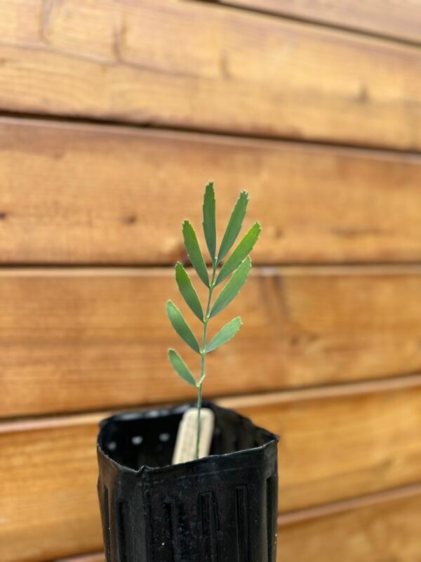 Encephalartos eugene-maraisii - Waterberg Cycad - Seedling - Image 5