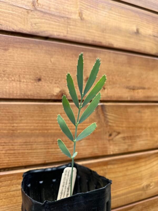 Encephalartos eugene-maraisii - Waterberg Cycad - Seedling - Image 4