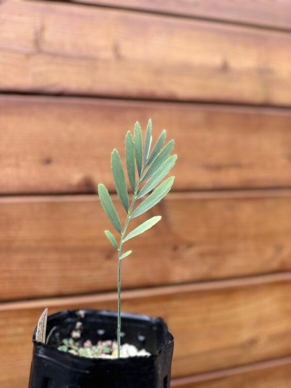 Encephalartos eugene-maraisii - Waterberg Cycad - Seedling - Image 3
