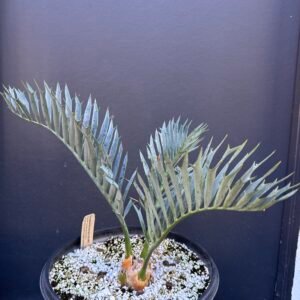 Encephalartos horridus – Eastern Cape Blue Cycad – 2-3" caudex