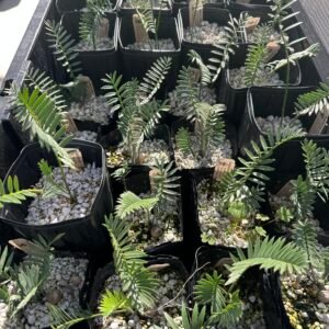 Encephalartos caffer - Eastern Cape Dwarf Cycad - Large Seedling