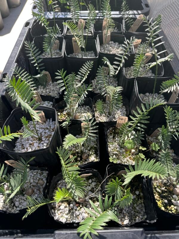 Encephalartos afer (formerly caffer) - Eastern Cape Dwarf Cycad - Large Seedling
