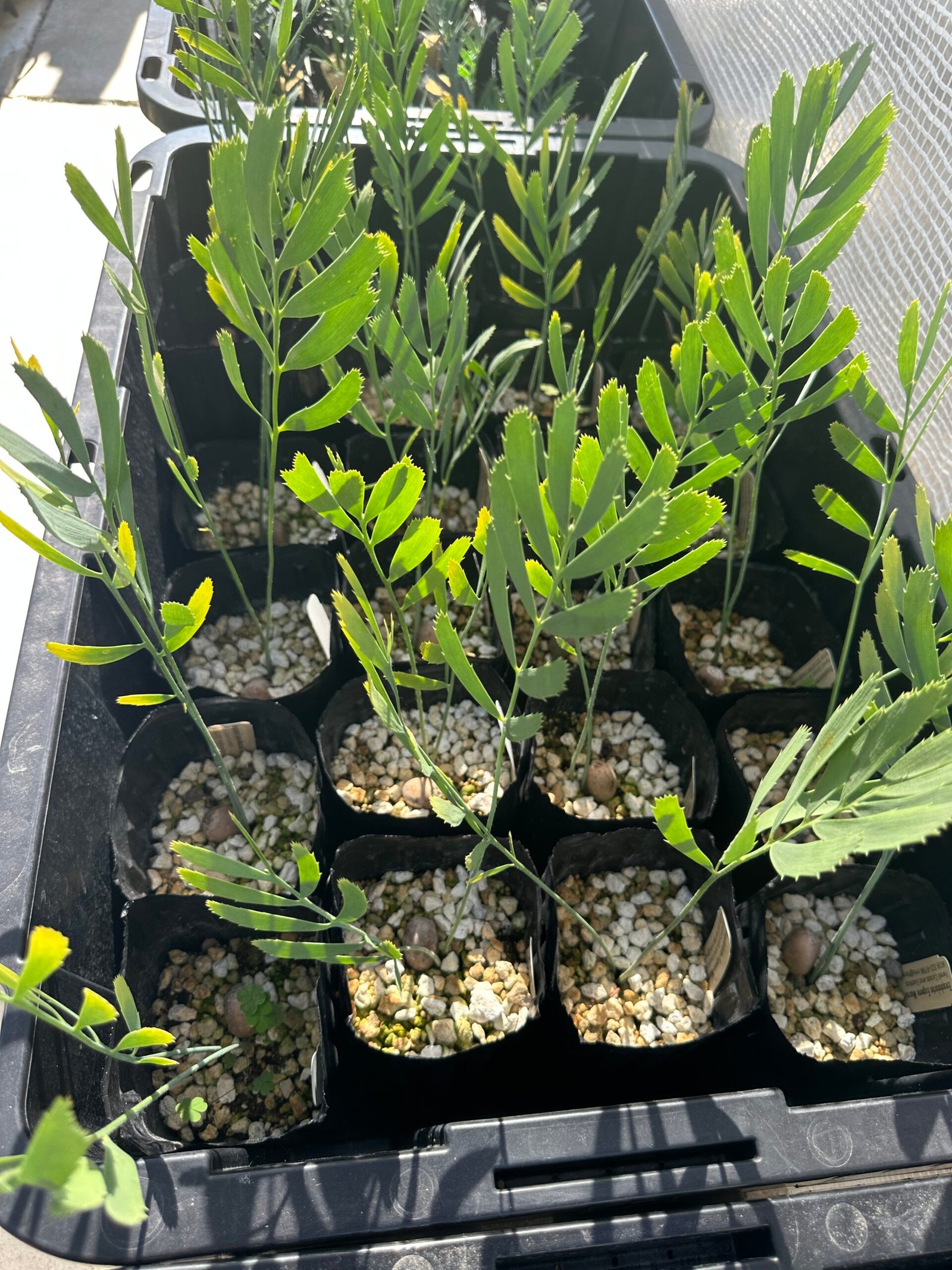 Encephalartos eugene-maraisii - Waterberg Cycad - Seedling - Image 5