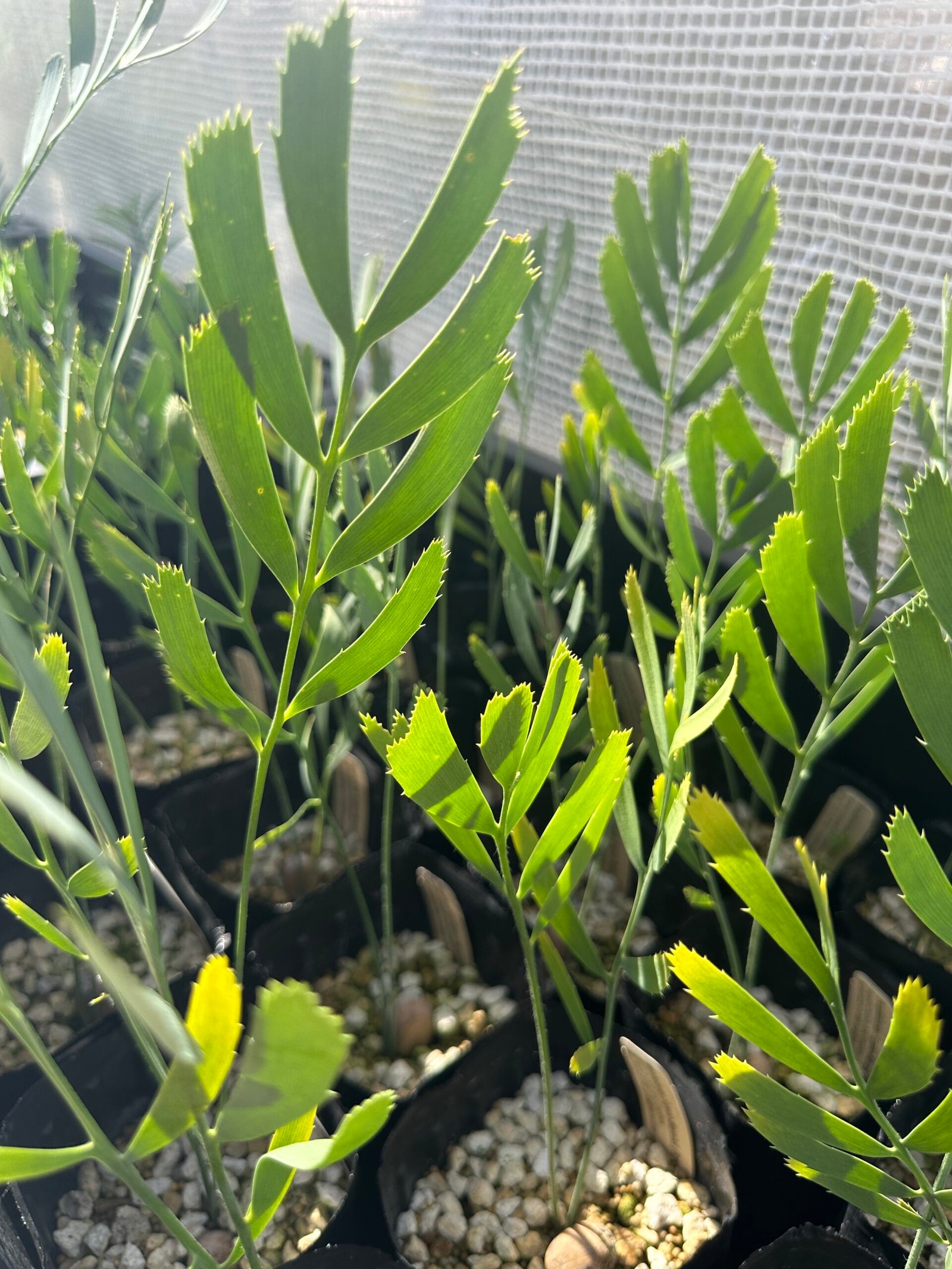 Encephalartos eugene-maraisii - Waterberg Cycad - Seedling - Image 4