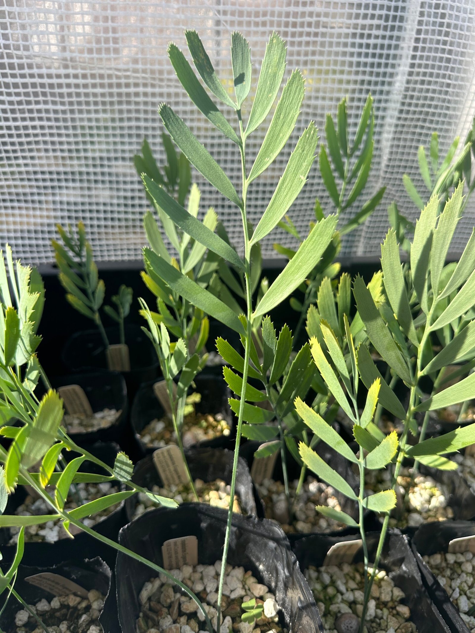 Encephalartos eugene-maraisii - Waterberg Cycad - Seedling - Image 3