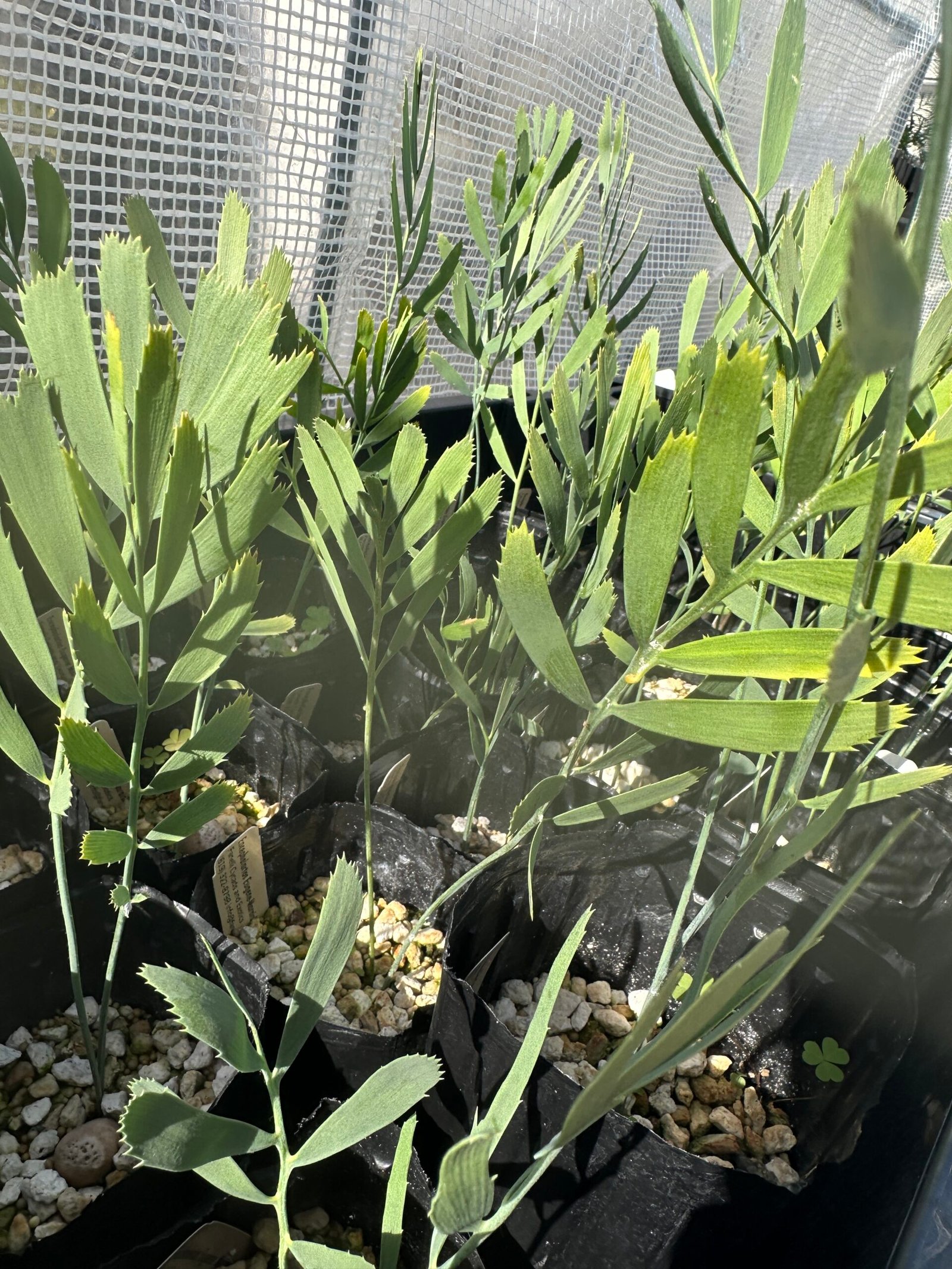 Encephalartos eugene-maraisii - Waterberg Cycad - Seedling - Image 2