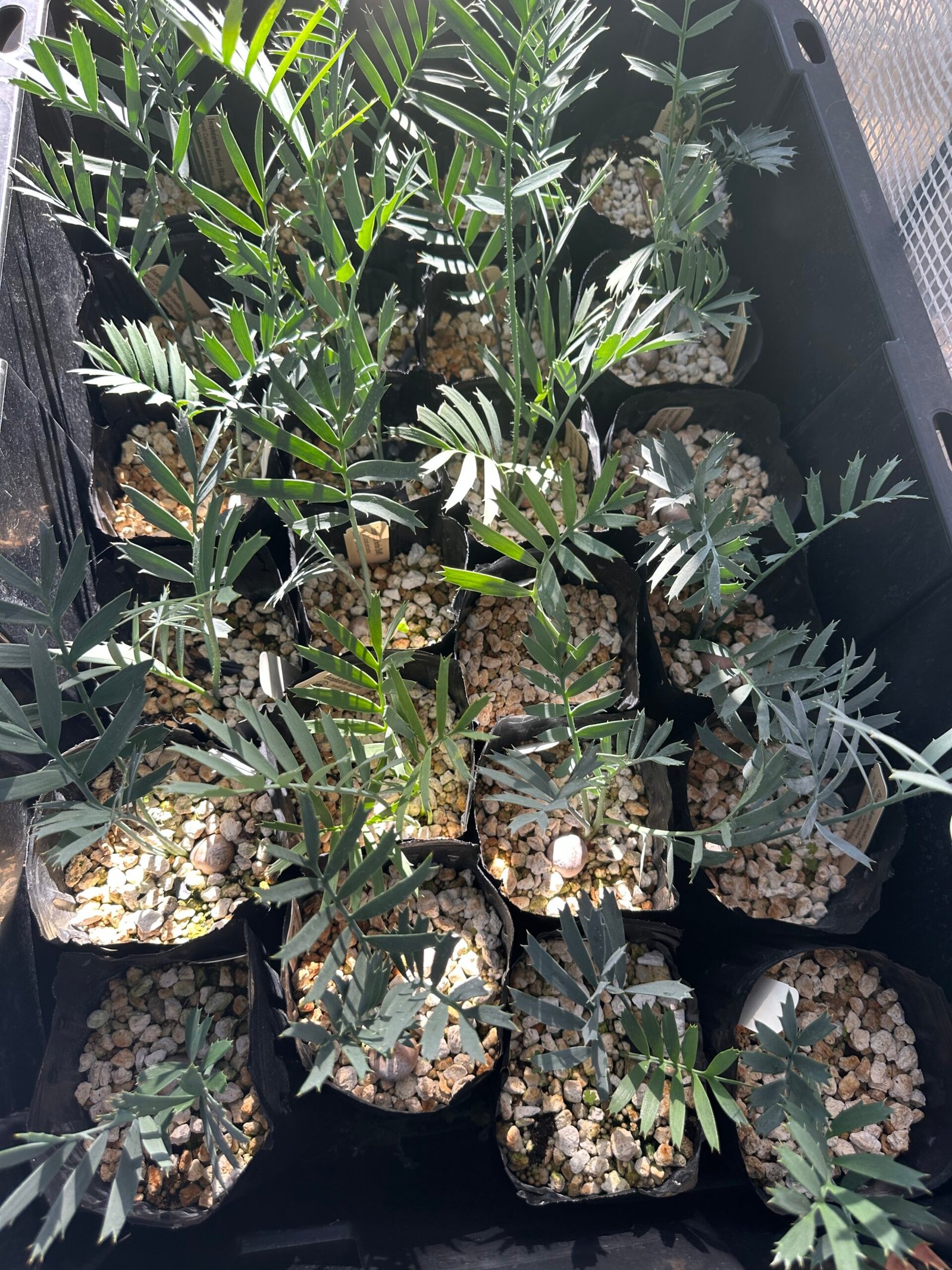 Encephalartos horridus - Eastern Cape Blue Cycad - 3 years old - Image 3