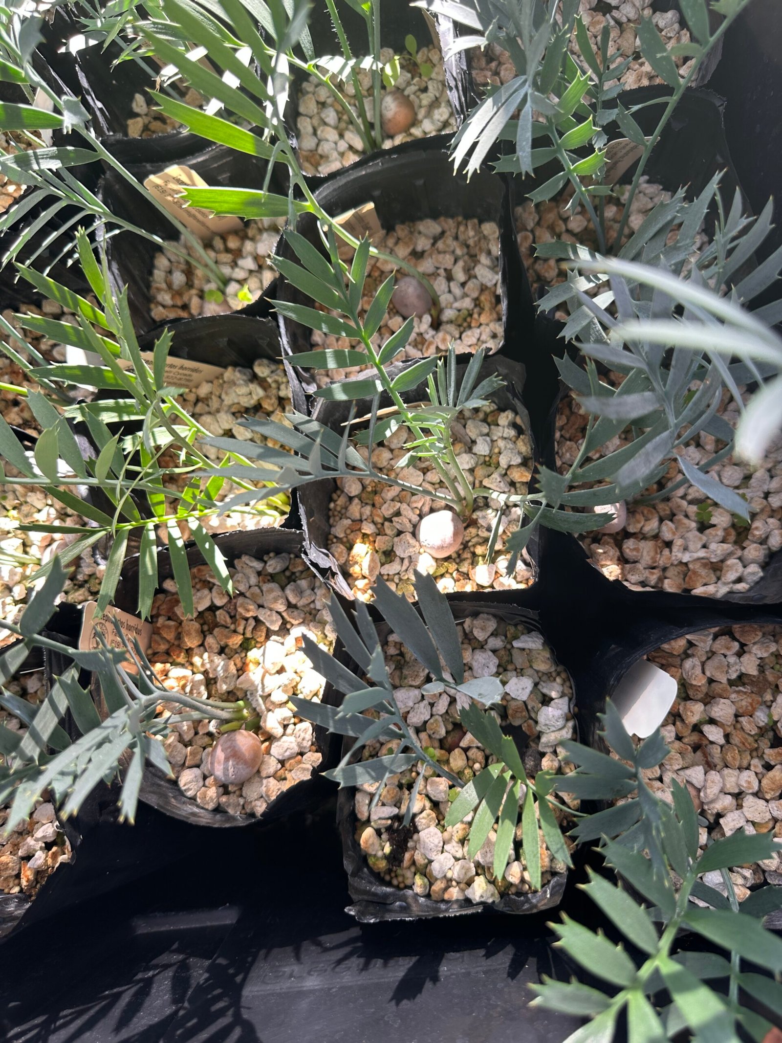 Encephalartos horridus - Eastern Cape Blue Cycad - 3 years old - Image 15