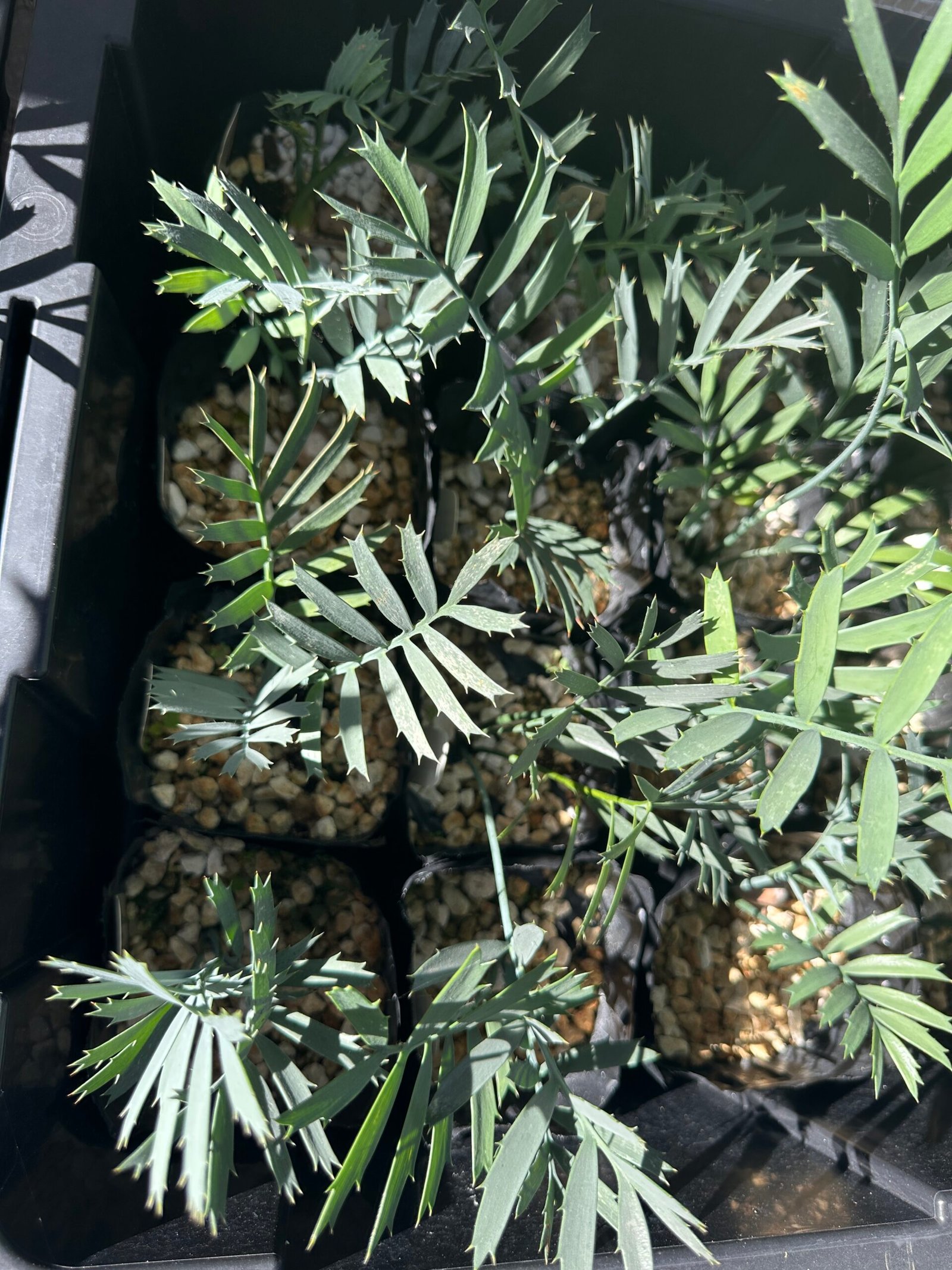 Encephalartos horridus - Eastern Cape Blue Cycad - 3 years old - Image 13