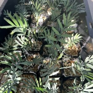 Encephalartos horridus - Eastern Cape Blue Cycad - 3 years old