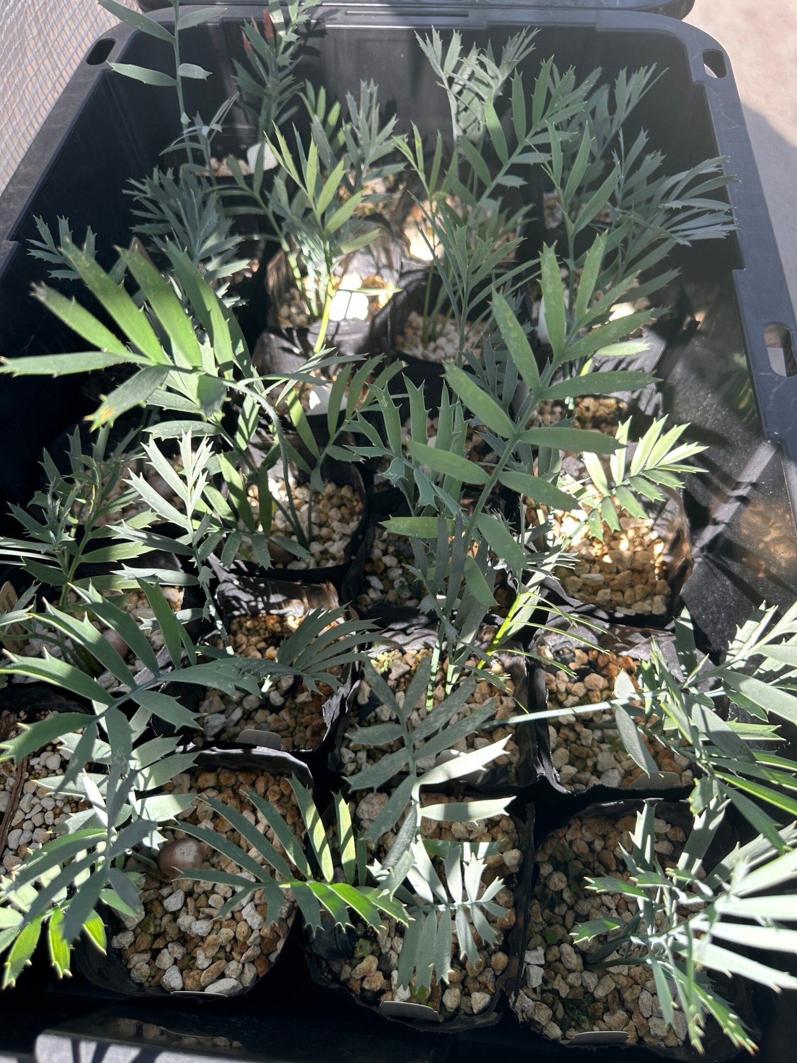 Encephalartos horridus - Eastern Cape Blue Cycad - 3 years old